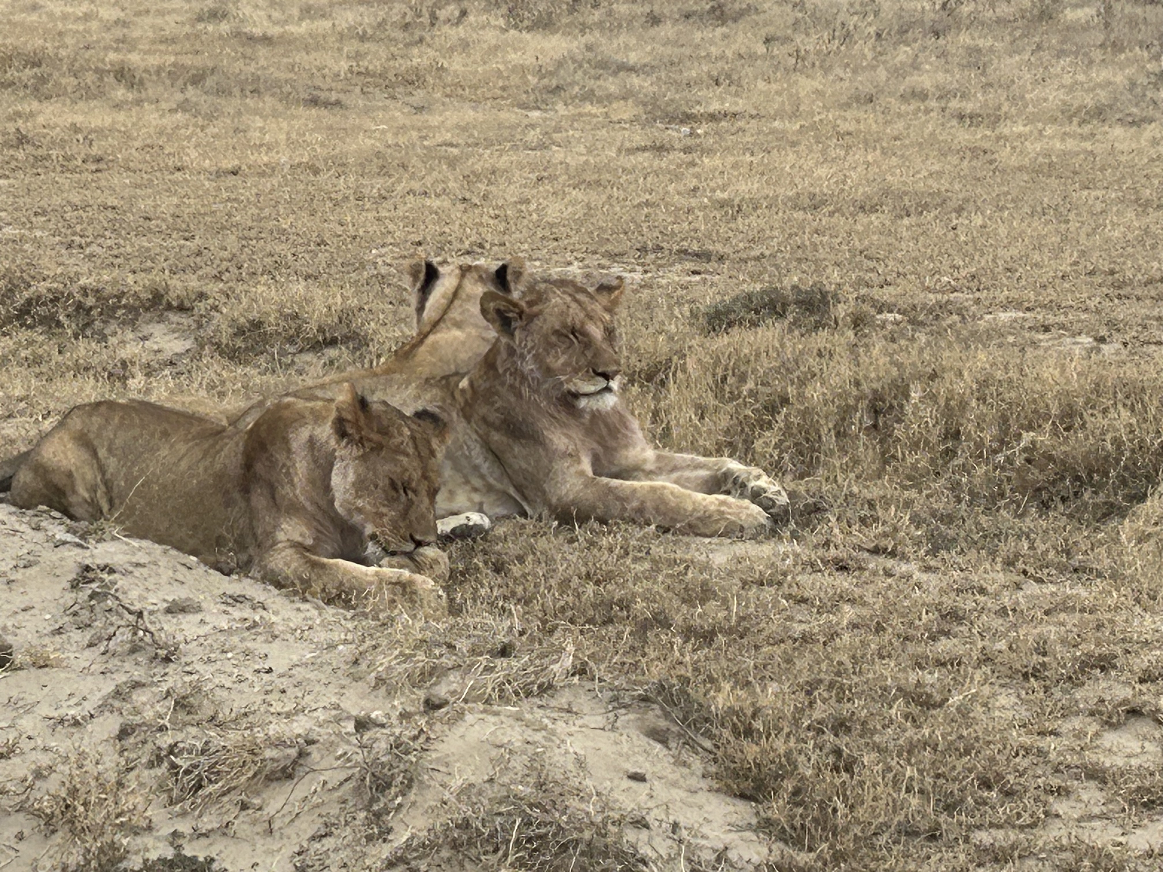 Serengetti safari – our first lion encounters