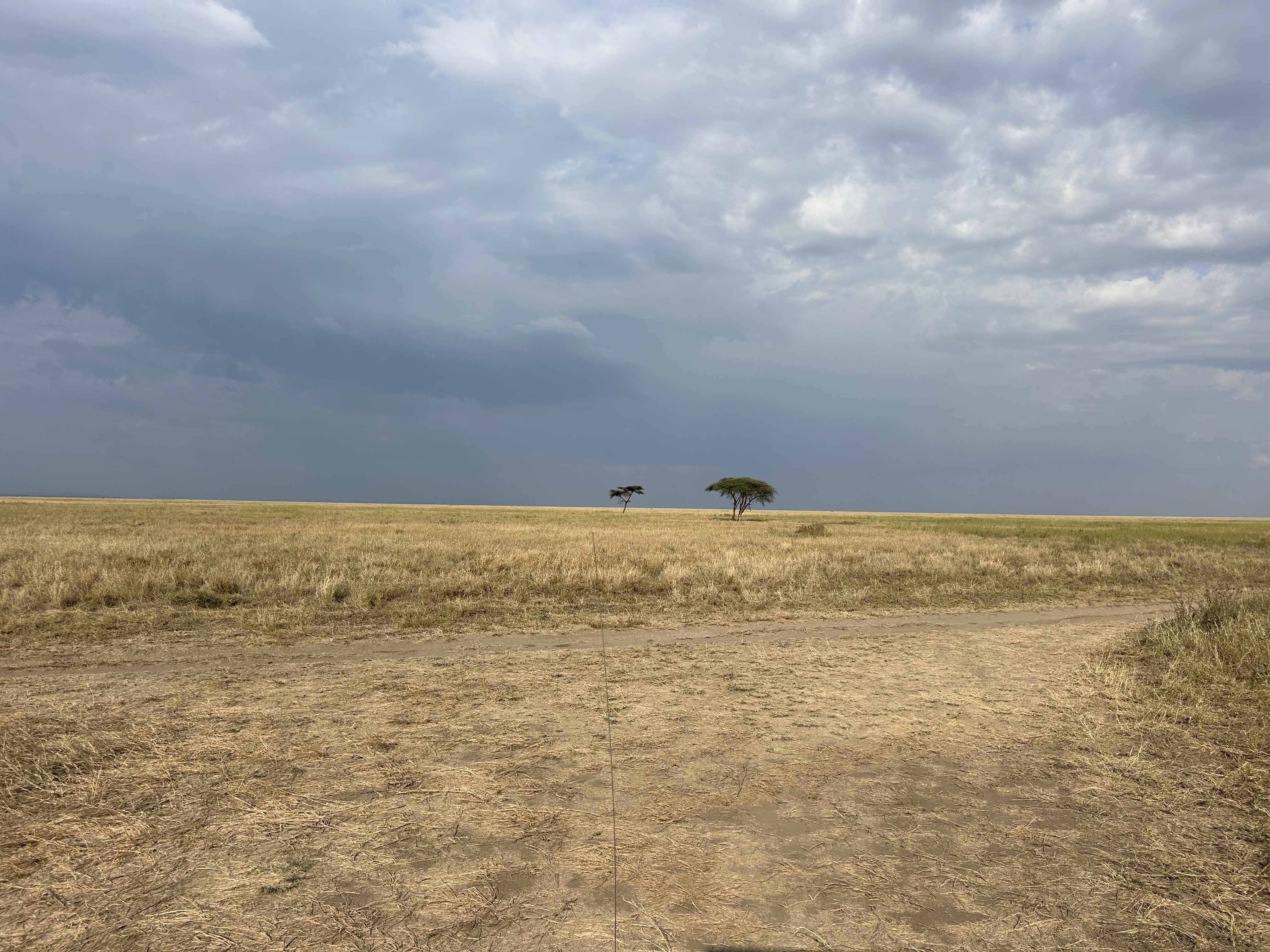 Serengetti Safari – amazing creatures close up