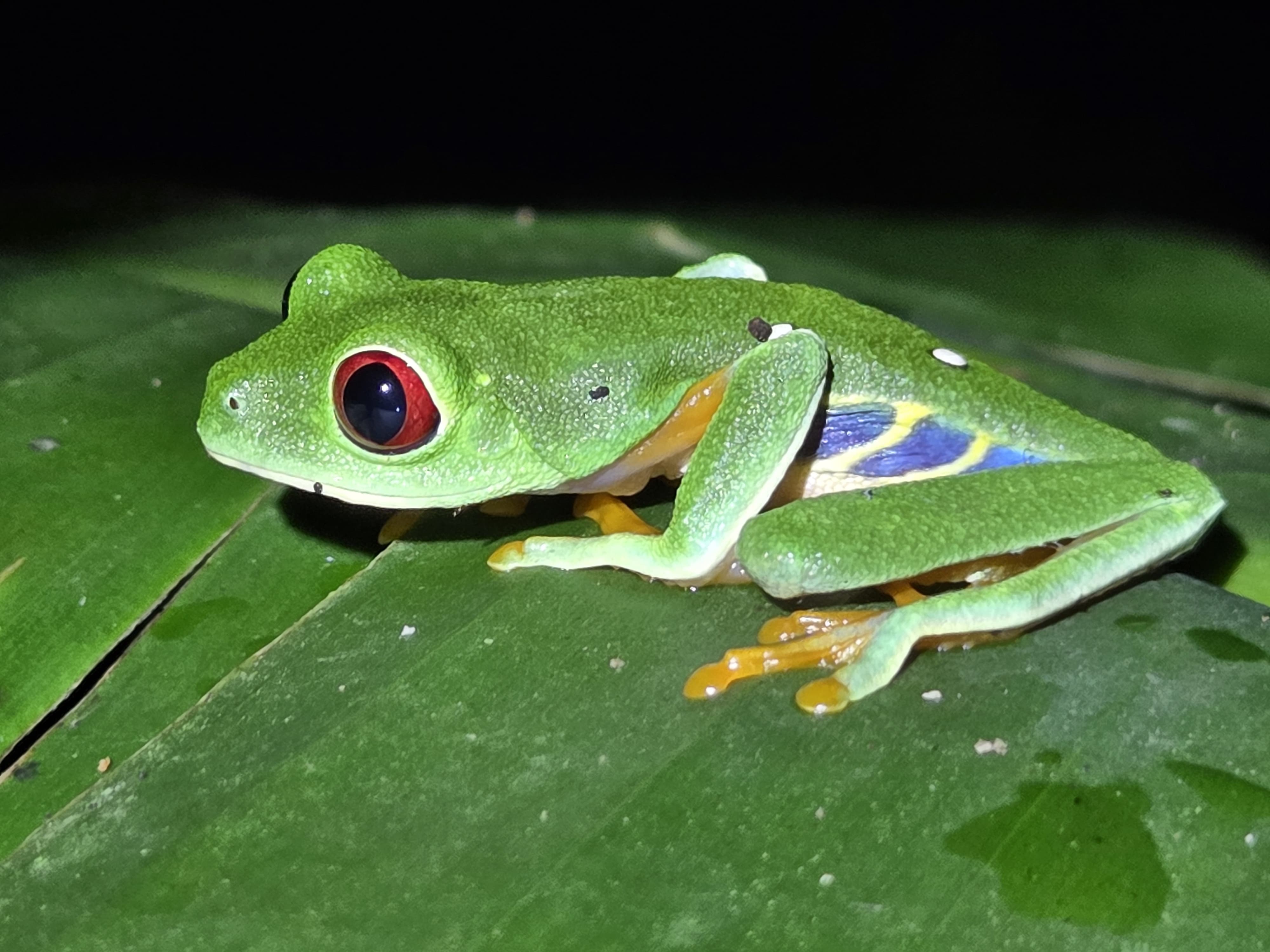 Cahuita National Park and the creatures of nightmares