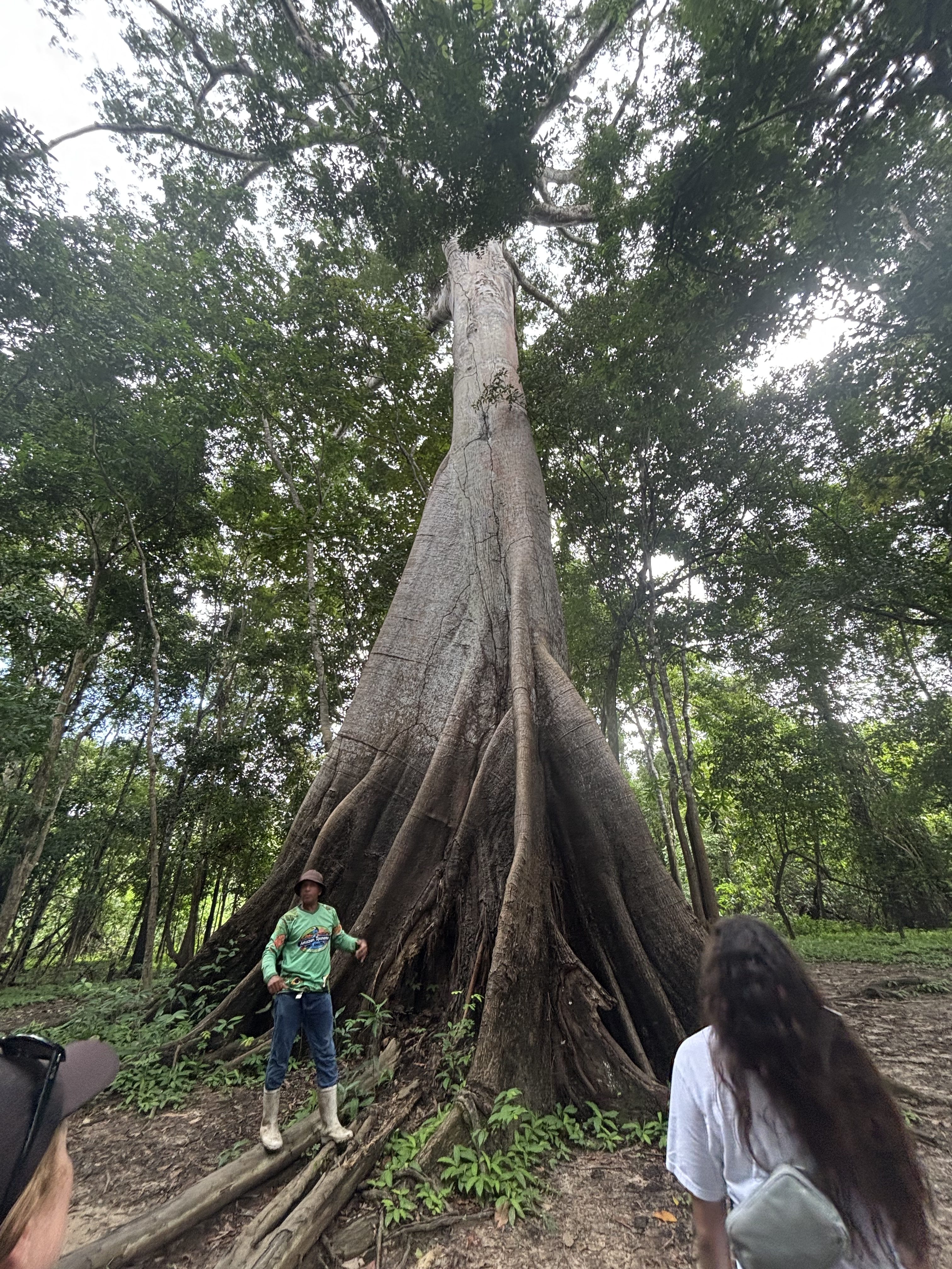 Jungle Adventure: Monsoons and ancient trees